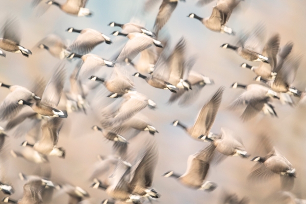 Many geese taking flight