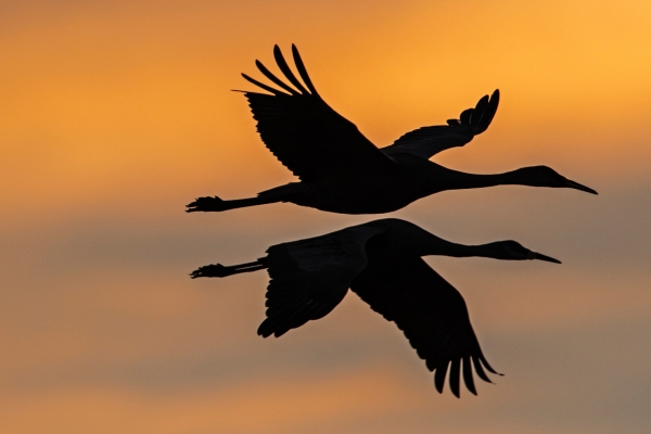 Two geese flying in the sunset