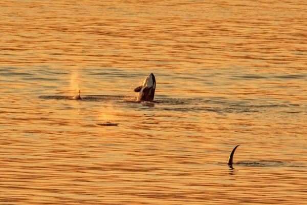 Orcas surfacing at sunset