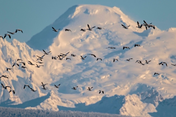 Snowy Mountain with birds flying by