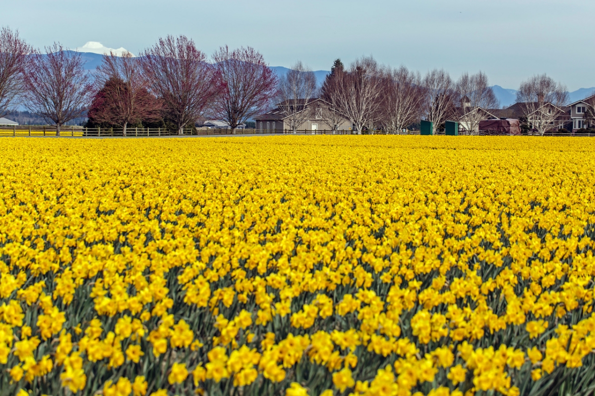 Photo of a field of yellow tulips - taken by Elston Hill