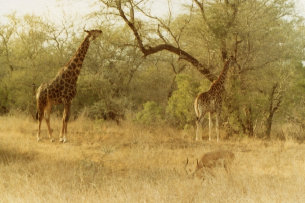 The wonder and the wild.