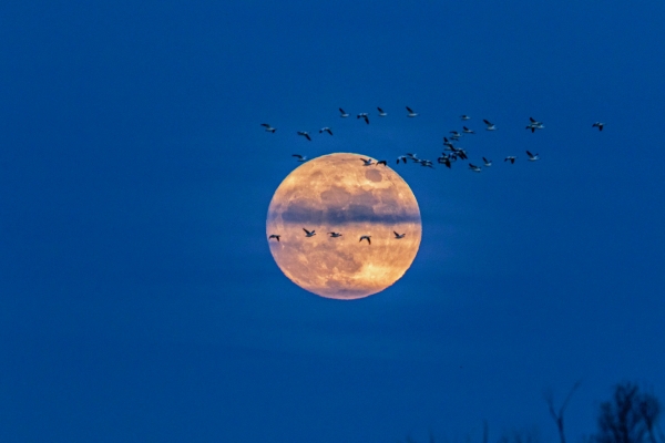 Image of a full moon at dusk with wild geese flying in front of it.