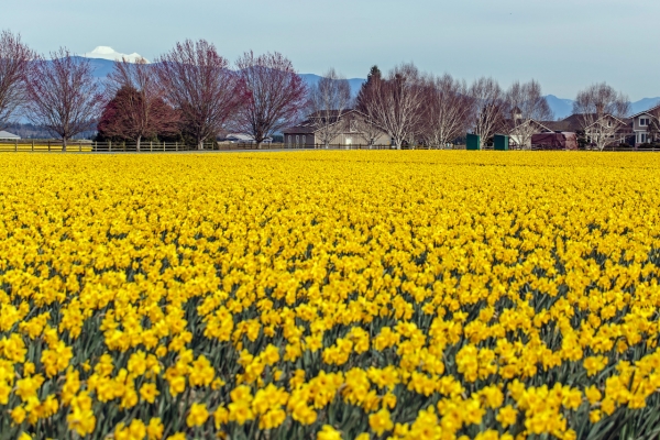 A field of yellow tulips with a farmhouse in the background