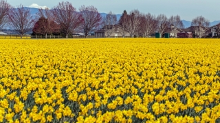 Photo of a field of yellow tulips - taken by Elston Hill